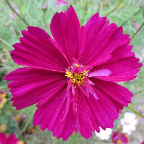 Cosmos Double Click Cranberries, somewhat double dark pink