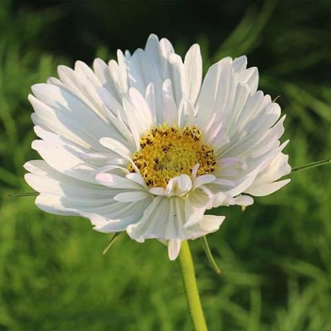Cosmos Fizzy White, up-curved white petals with jagged edges, yellow center