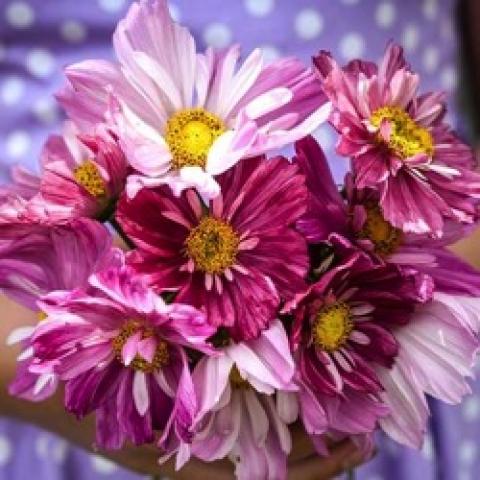 Cosos Rosetta, shaggy pink to dark magenta stripy daisies with yellow centers
