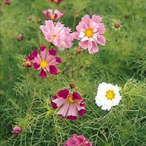 Cosmos 'Sea Shells Mix', pink to dark magenta with some white