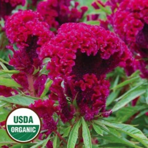 Amish cockscomb, dark red fan rippled flowerhead