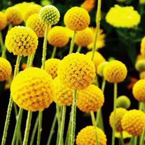 Craspedia Golf Beauty, gold balls of flowers
