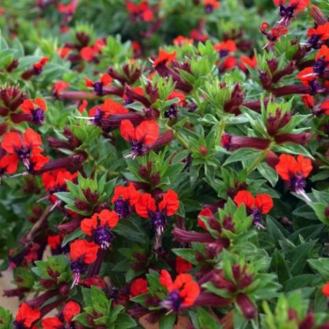 Cuphea Firecracker, many red and purple batface-like flowers