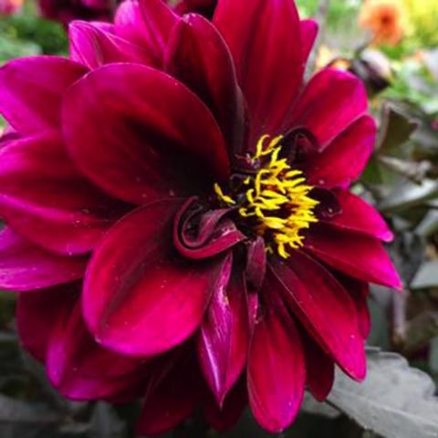 Dahlia City Lights Purple, red-violet double, gold center