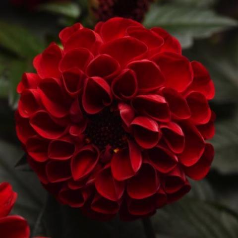 Dahlia City Lights Red, dark red double ball form