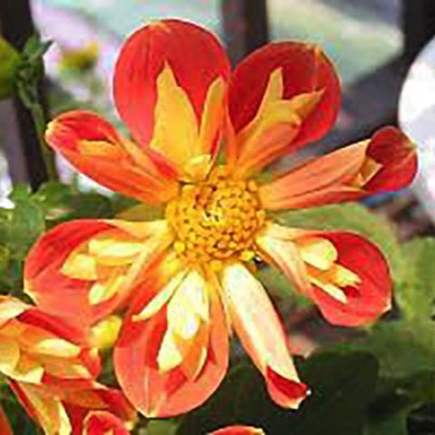 Dahlia Collarette Dandy Mix, one example, orange-red petals with light yellow petals overlaid