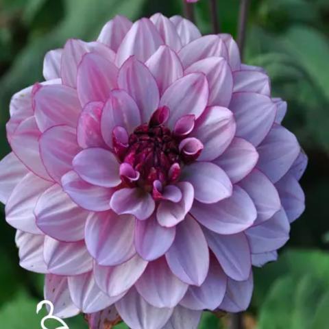 Dahlia Creme de Cassis, light lavender double decorative
