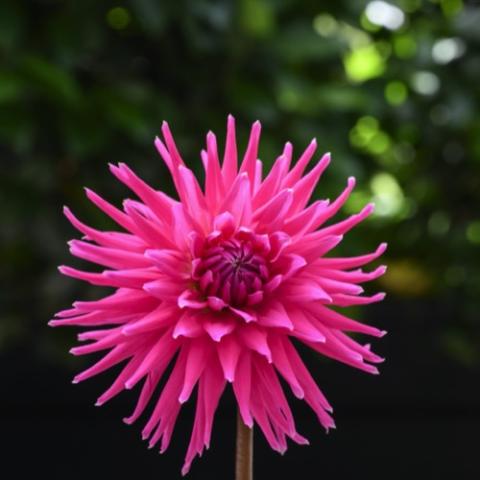 Dahlia Electro Pink, bright pink cactus-style dahlia