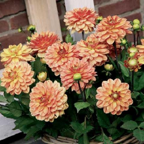 Dahlia Go Go Peach, soft light orange decorative flowers