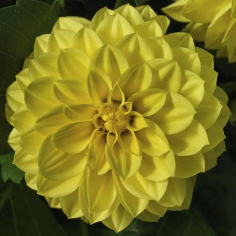 Dahlia Grandahlia Yellow, clear yellow double decorative