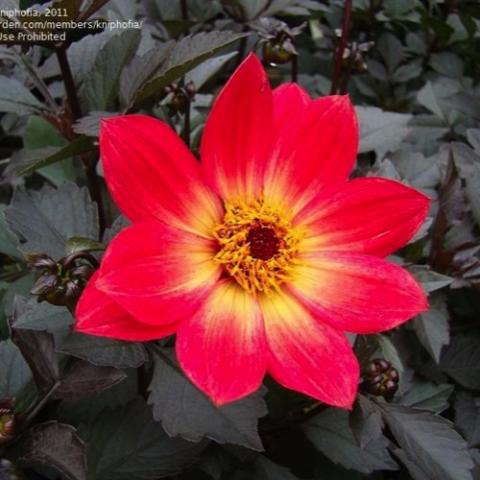 Dahlia Happy Single Flame, single pinkish red with yellow near the petal centers and a gold eye
