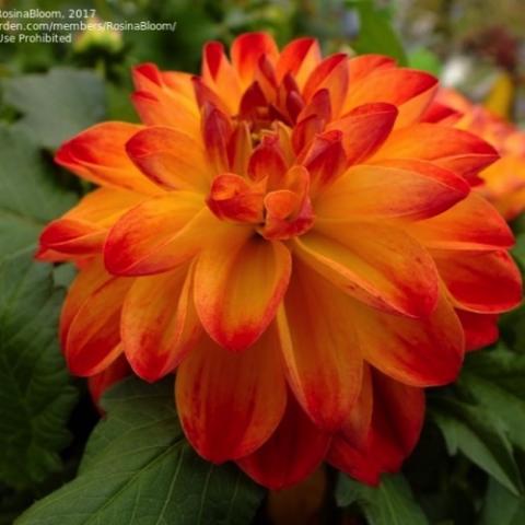 Dahlia Hypnotica Tequila Sunrise, double flower with petals blending from dark orange to light orange