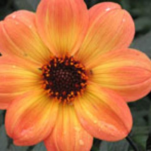 Dahlia Mystic Haze, orange to yellow with dark center