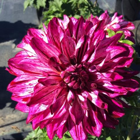 Dahlia Painter Berry Impression, double magenta flower