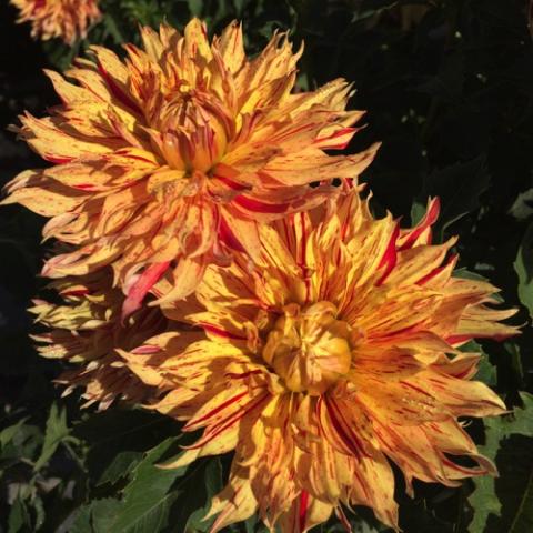 Dahlia Painter Sunfire, double orange streaked flowers with pointed irregular petals