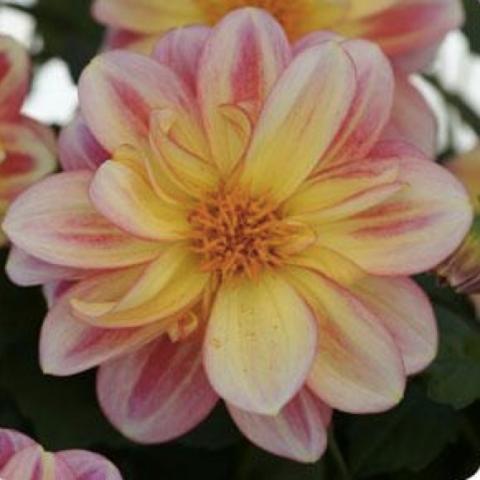 Dahlia Dalaya Shari, pink, white and yellow tricolor