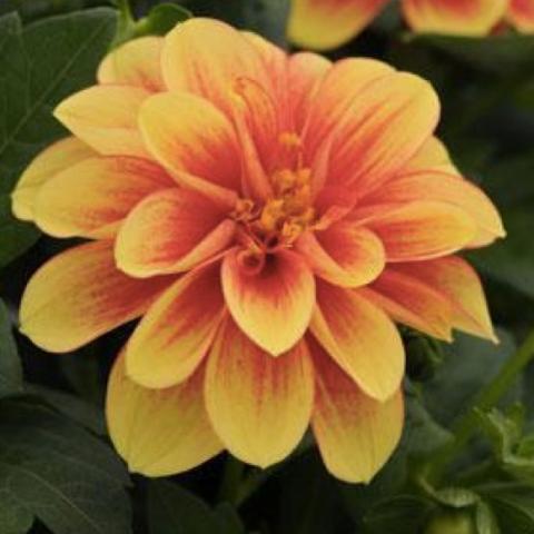 Dahlia Dalaya Shiva, orange with darker orange center