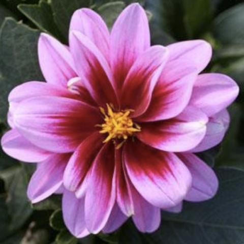 Dahlia Dalaya Yogi, pink to dark red center