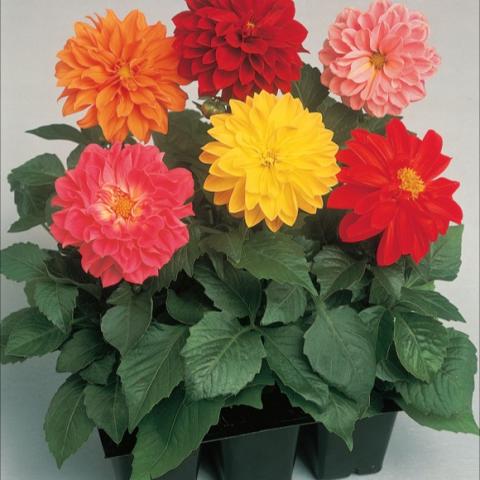 Dahlia 'Fiagro Mix', mix of brightly colored double blooms