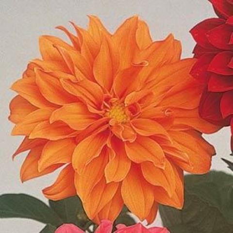 Dahlia 'Figaro Orange', bright orange double bloom