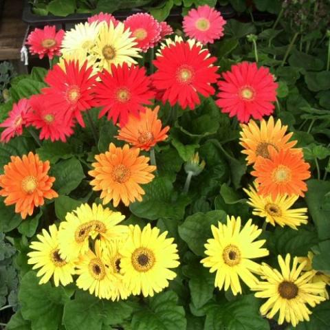 Gerbera daisy mix - yellow, red, orange, white daisies