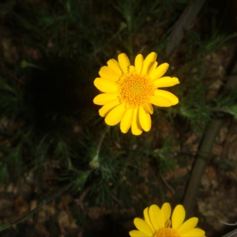 Thermophylla tenuiloba, golden daisies
