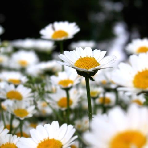 Snowland Daisy, classic white petals and yellow centers