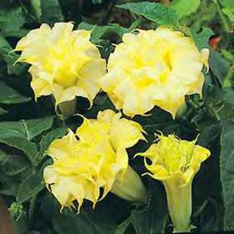 Datura double golden yellow, long tubular flowers, frilly