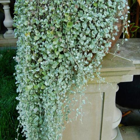 Dichondra 'Silver Falls', cascading traiing leaves in silvery-green