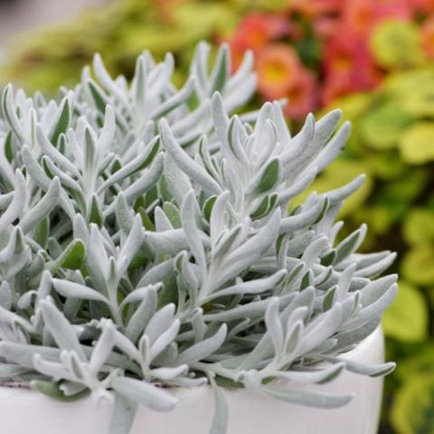 Didelta Silver Strand, silver leaves in dense cluster