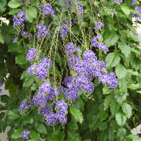 Duranta Sapphire Showers, blue-lavender cascading flowers
