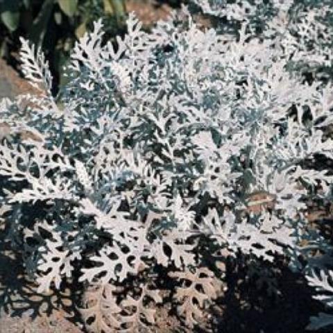 Dusty Miller, silver frilly leaves