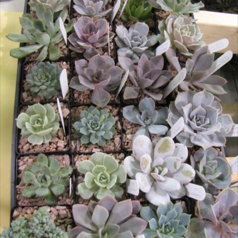 Assorted Echeverias in gray-green to silver and pink