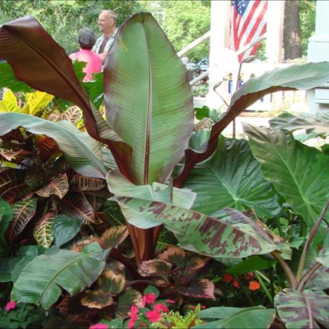 Ensete ventricosum huge green leaves with red backs