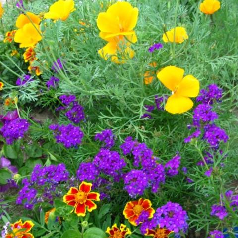 Verbena 'Imagination', bright purple flowers