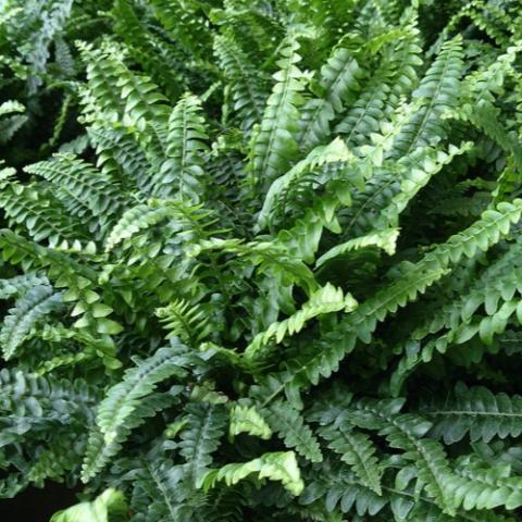 Boston fern, green fronds