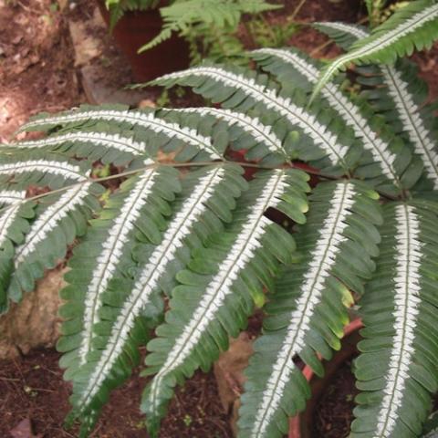 Pteris argyraea, fern with silver centers on each leaflet