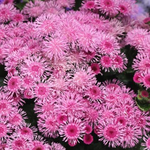 Ageratum Bumble Rose, pink-purple fuzzy flowers in clusters