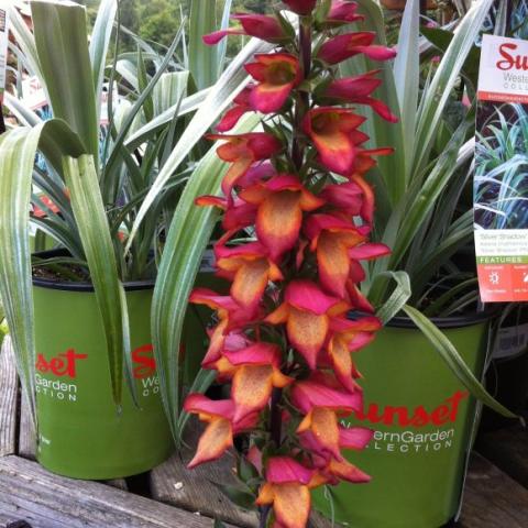 Digiplexis Illumination, cherry red foxglove-like spikes