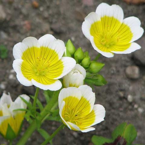 Limnanthes douglasii, cupped white flowers with the centers of each petal bright yellow, overall effect like a fried egg