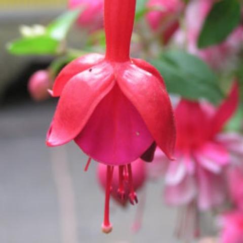 Fuchsia Marinka, red on red dangling fuchsia flower