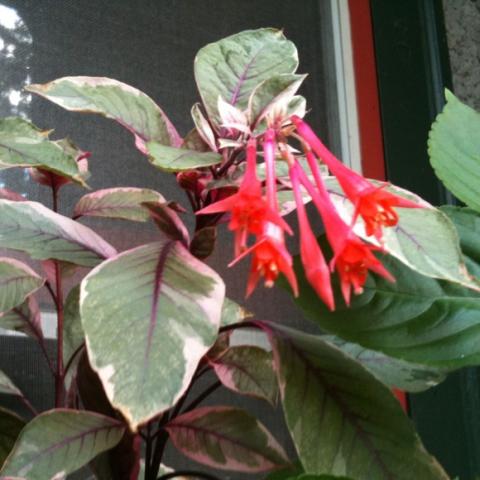Fuchsia 'Firecracker', green and white leaves, dark stems, red flowers