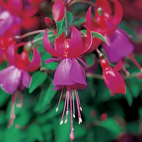 Shadow Dancer Marcia, red and violet flowers with long stamens