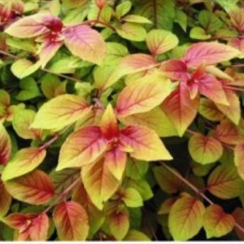 Fuchsia 'Autumnale', trailing lime green leaves with reddish areas