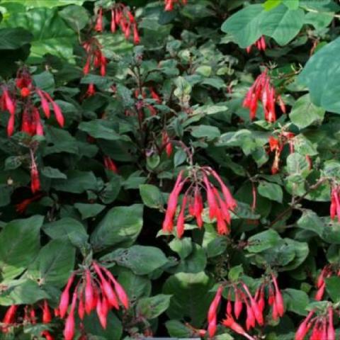 Fuchsia 'Gartenmeister', dark stems, coral pendant blooms