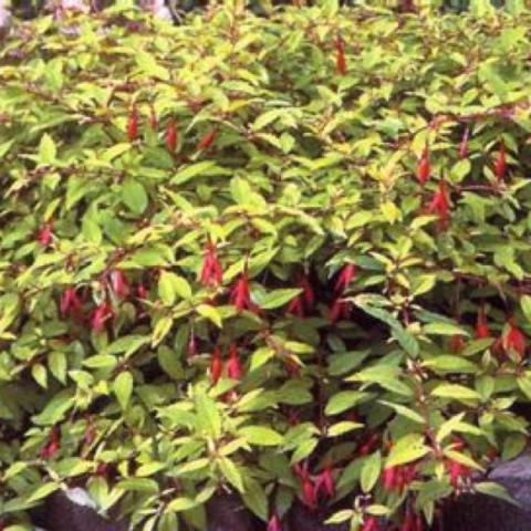 Fuchsia Aurea