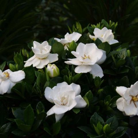 Gardenia Steady as She Goes, white open flowers