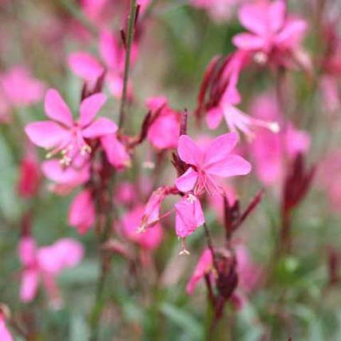 Gaura 'Belleza Dark Pink', medium pink flowers