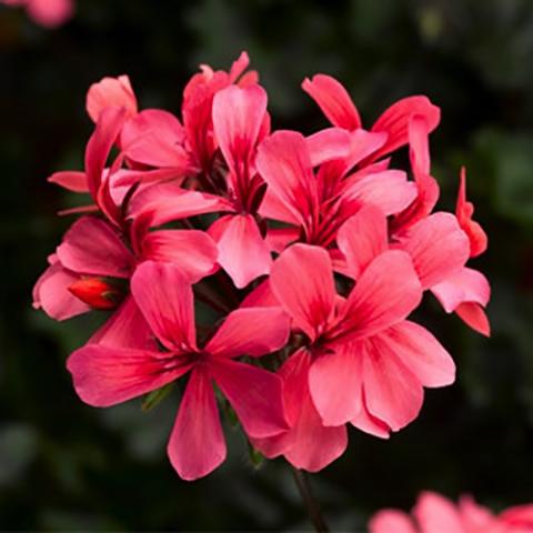 Pelargonium Caldera Salmon, pink-salmon flowers in a cluster