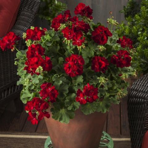 Pelargonium Calliope Medium Dark Red, blood-red clusters of flowers